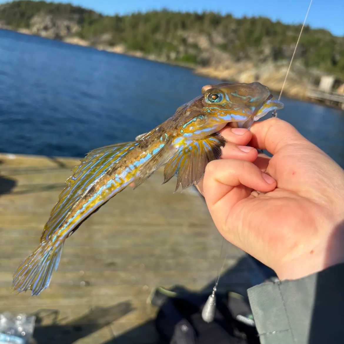 The most recent Common dragonet catches on Fishbrain