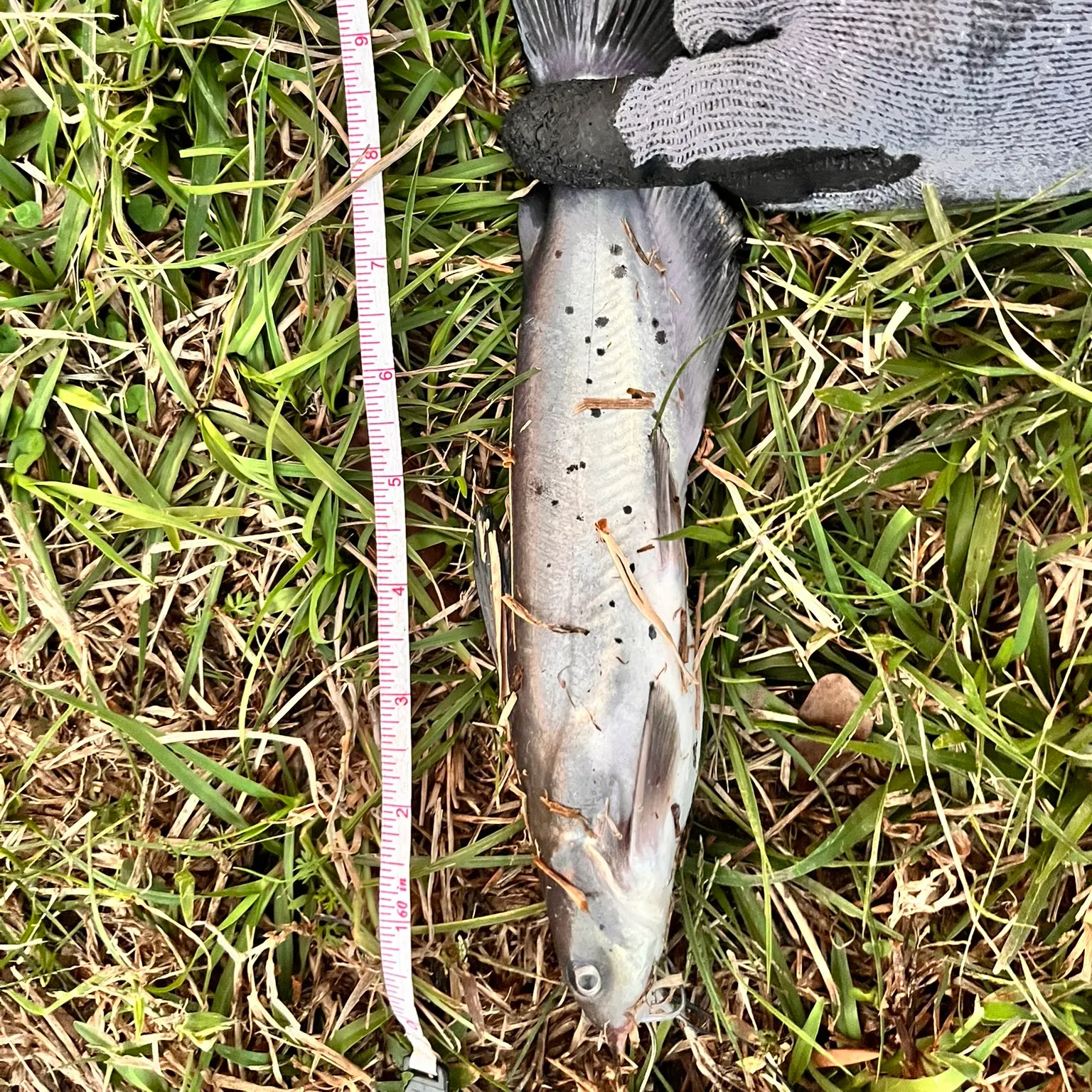 The most recent Channel catfish catches on Fishbrain