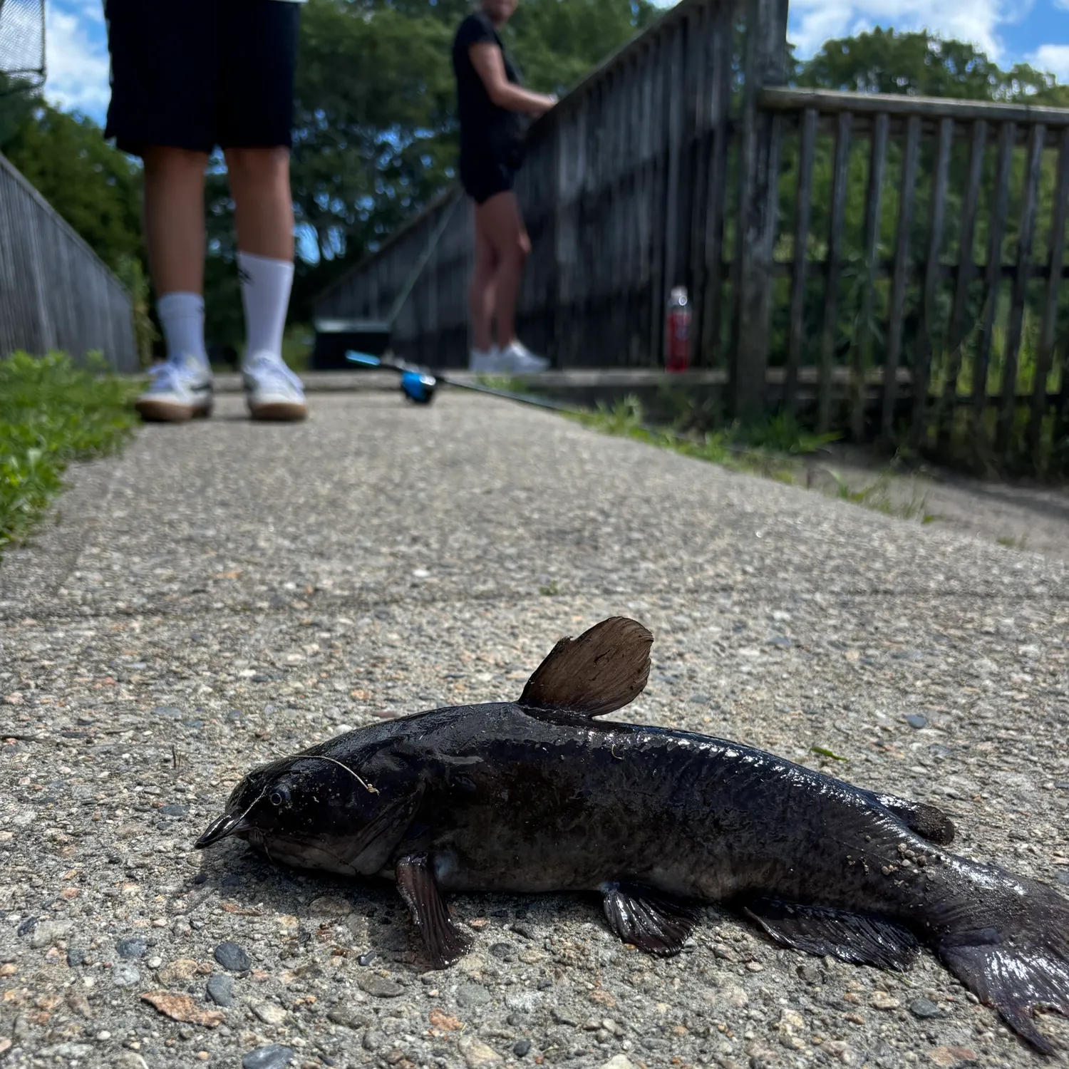 Black bullhead caught on Fishbrain