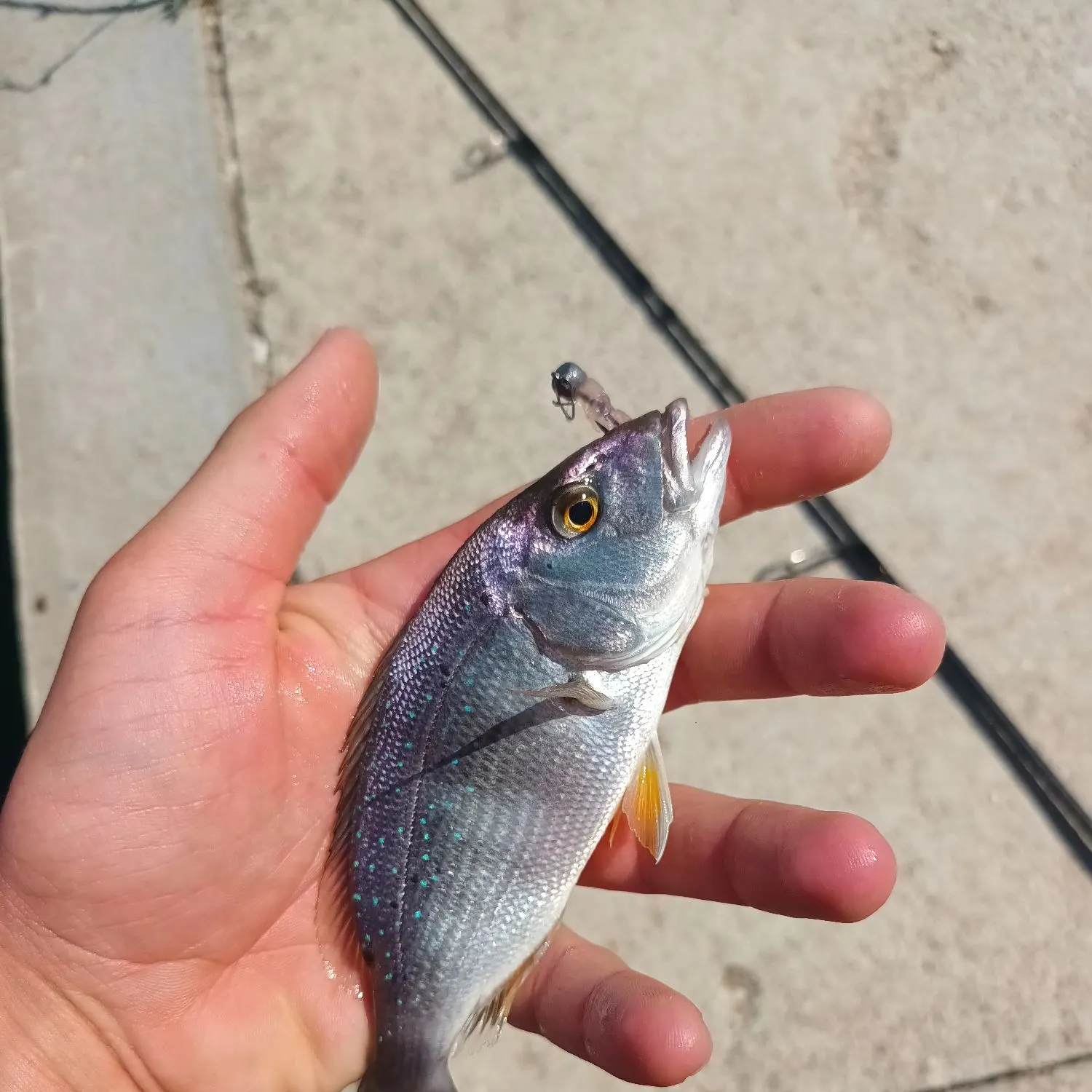 The most recent Common dentex catches on Fishbrain
