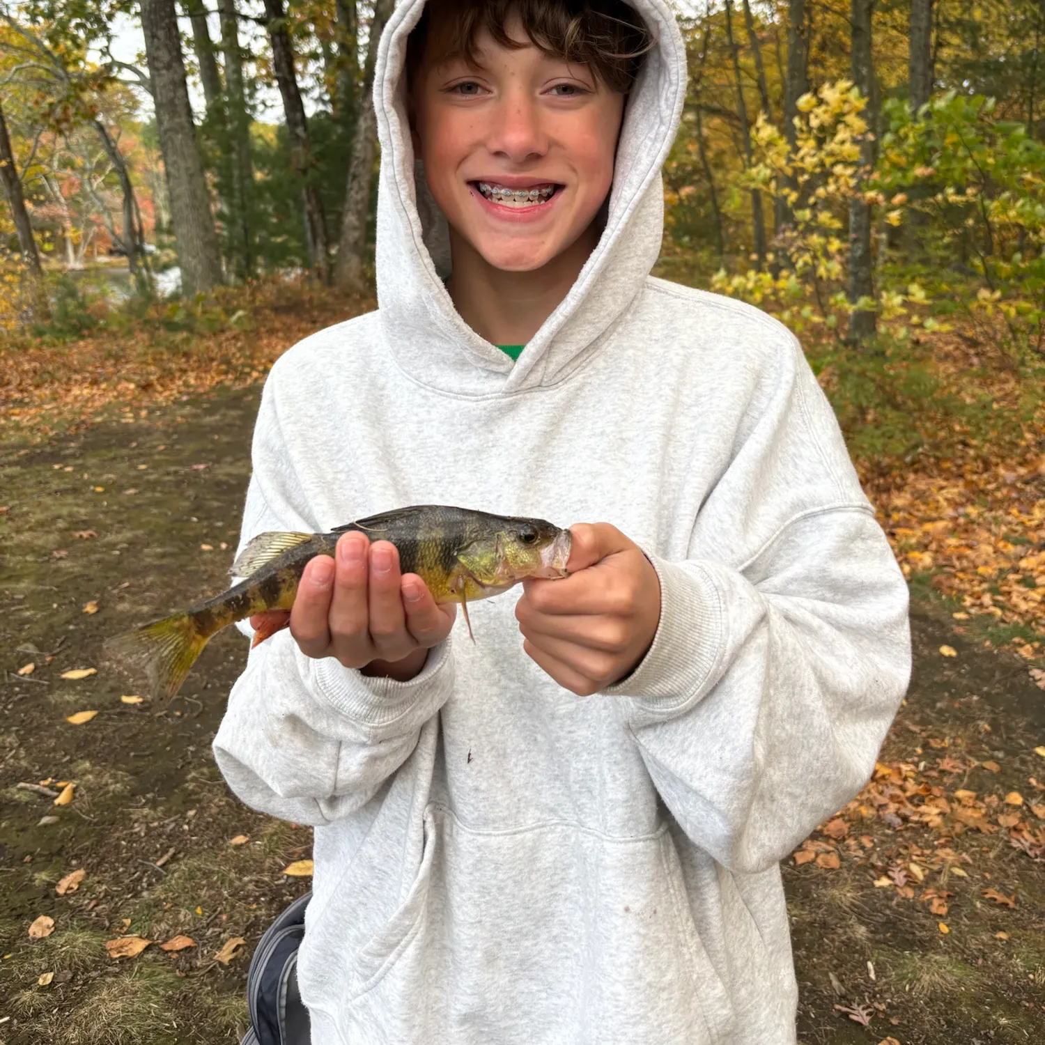 Yellow perch caught on Fishbrain
