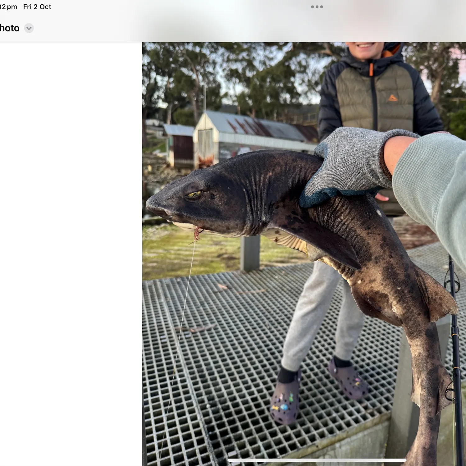 Port Jackson shark caught on Fishbrain