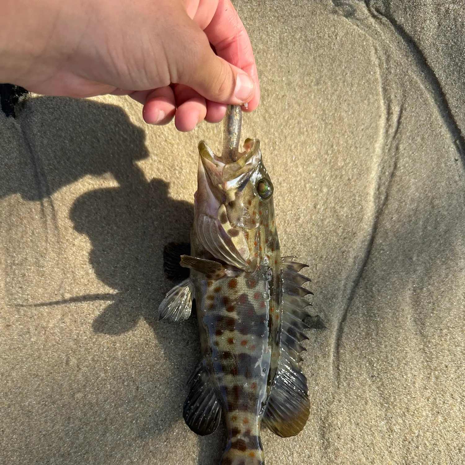 Orange-spotted grouper caught on Fishbrain
