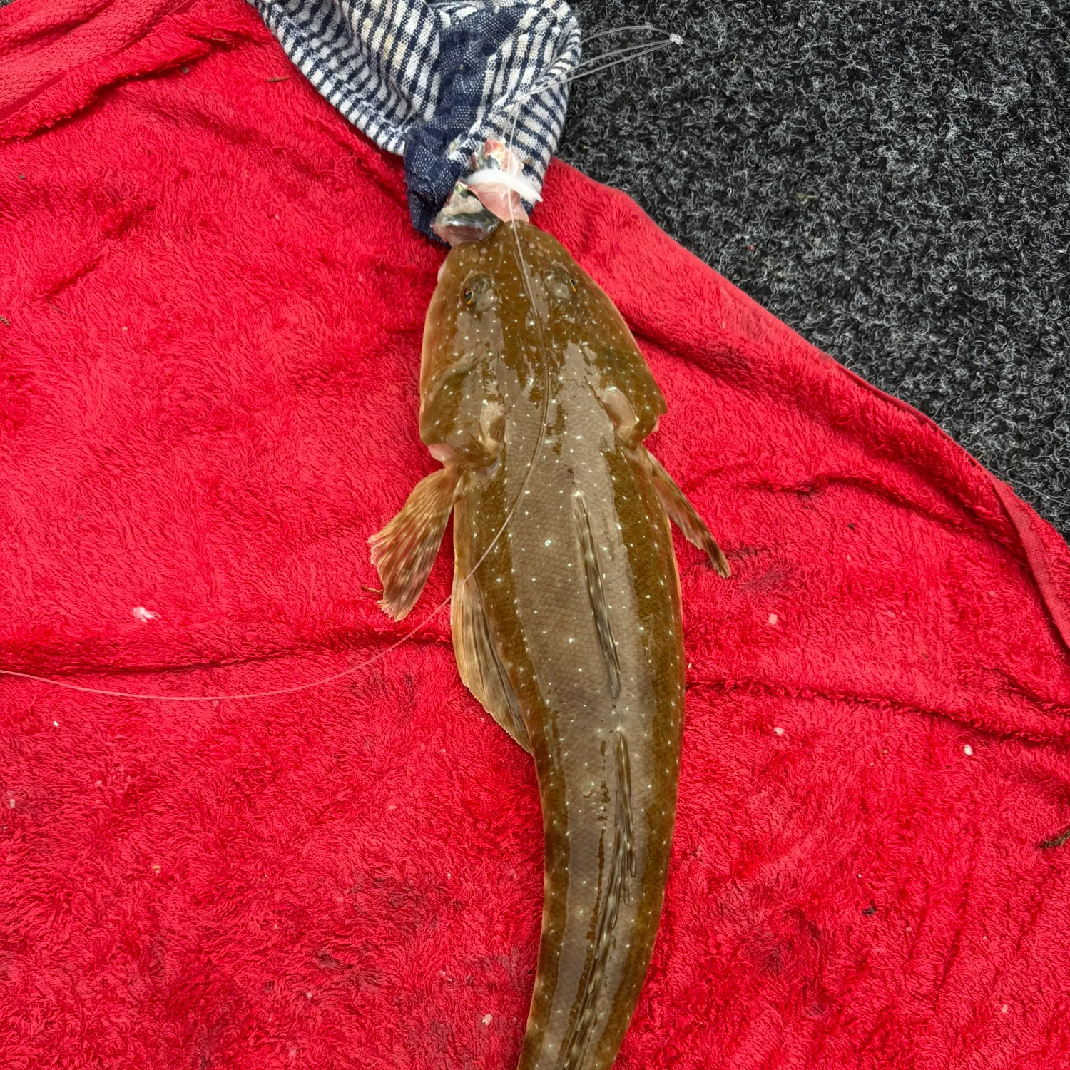 The most recent Blue-spotted flathead catches on Fishbrain