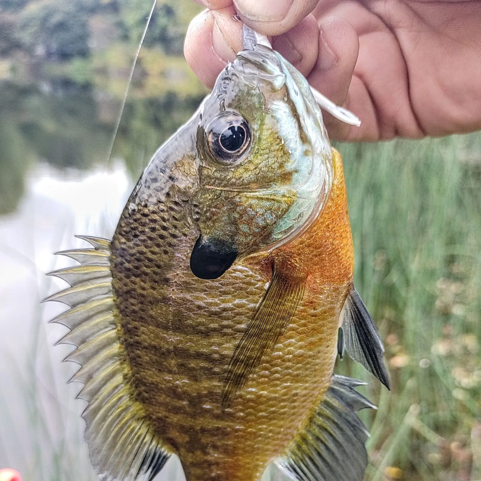 Bluegill caught on Fishbrain