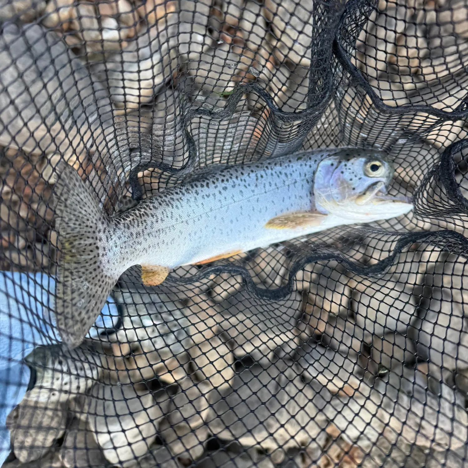 Bear Lake cutthroat trout caught on Fishbrain