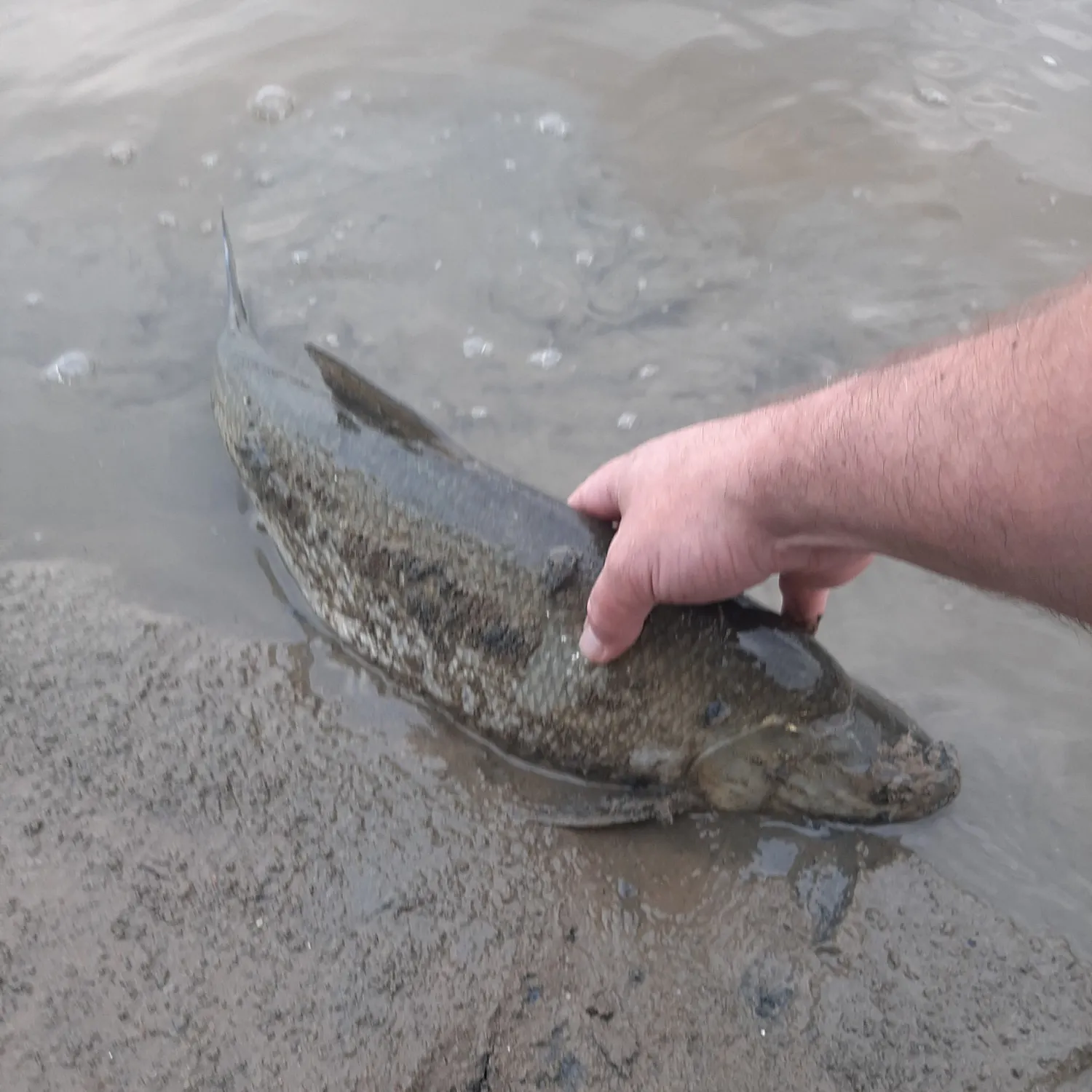 angler catch