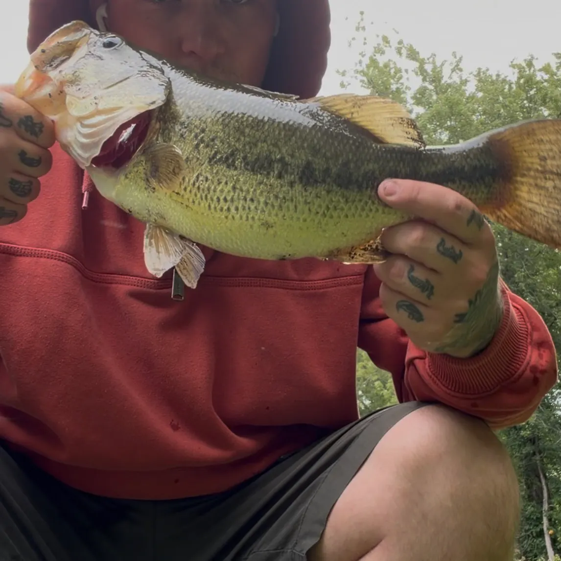 Largemouth bass caught on Fishbrain