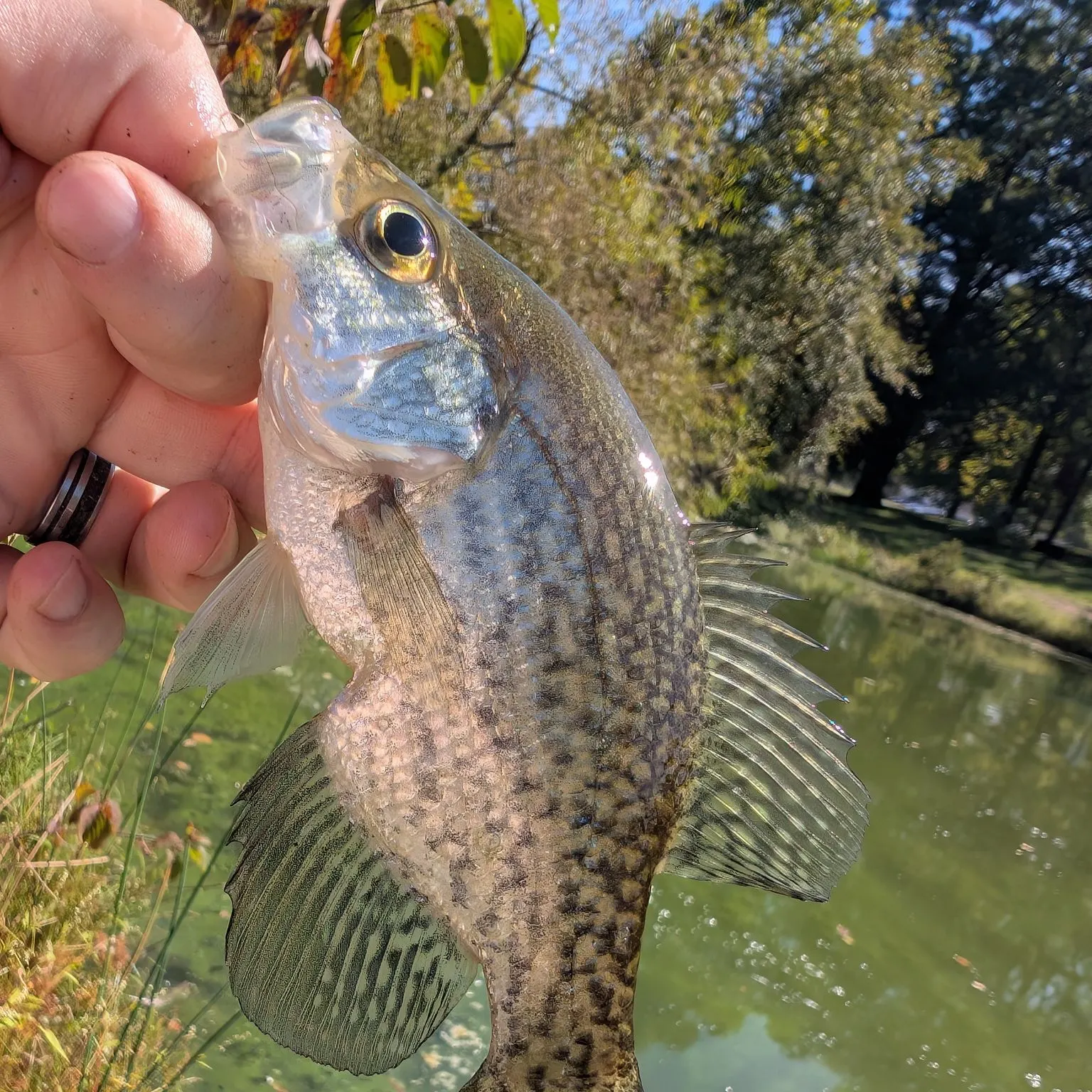 Black crappie caught on Fishbrain