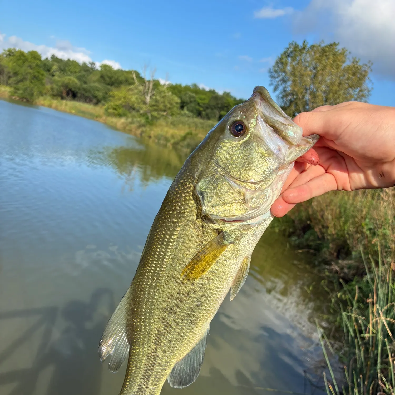 Largemouth bass caught on Fishbrain