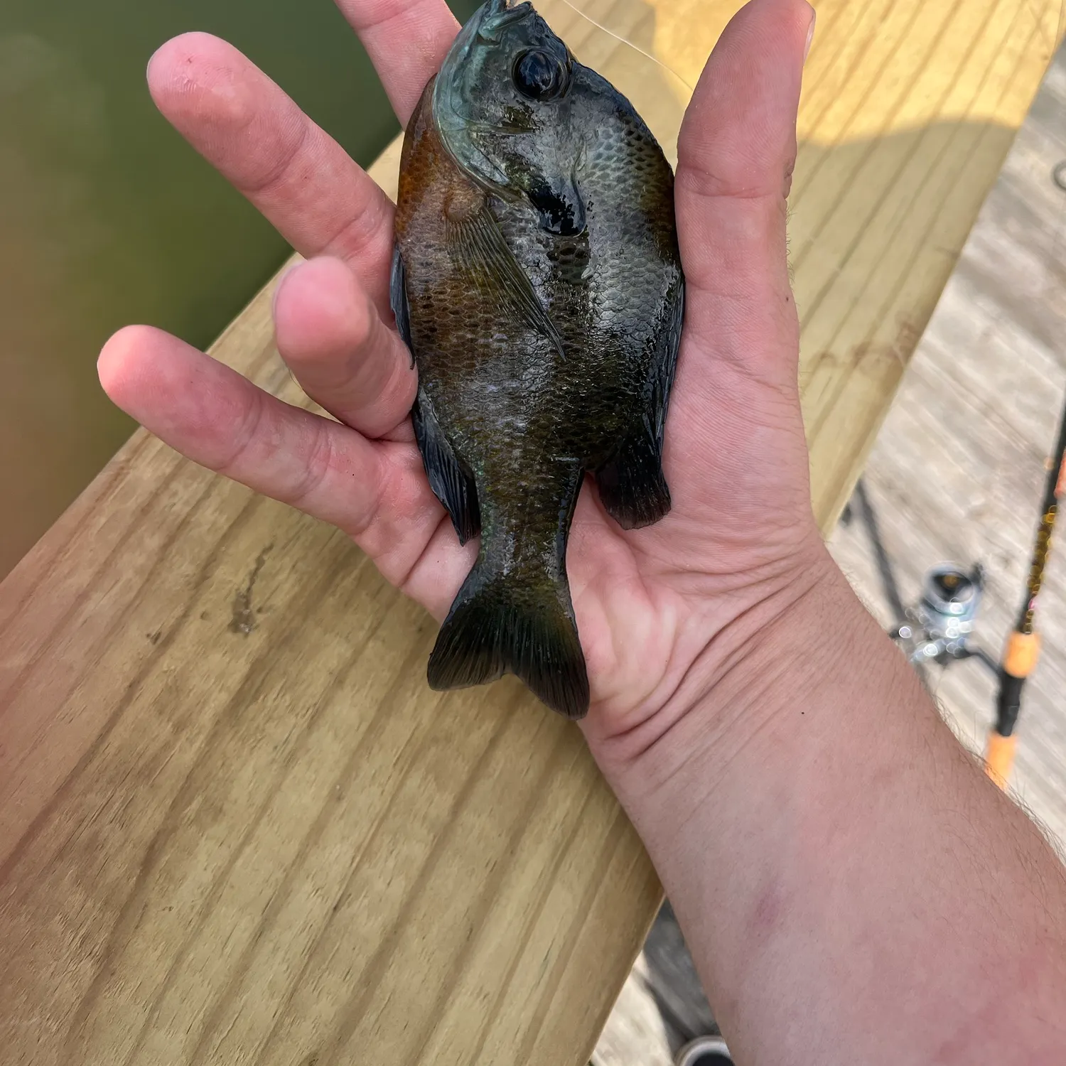 Bluegill caught on Fishbrain