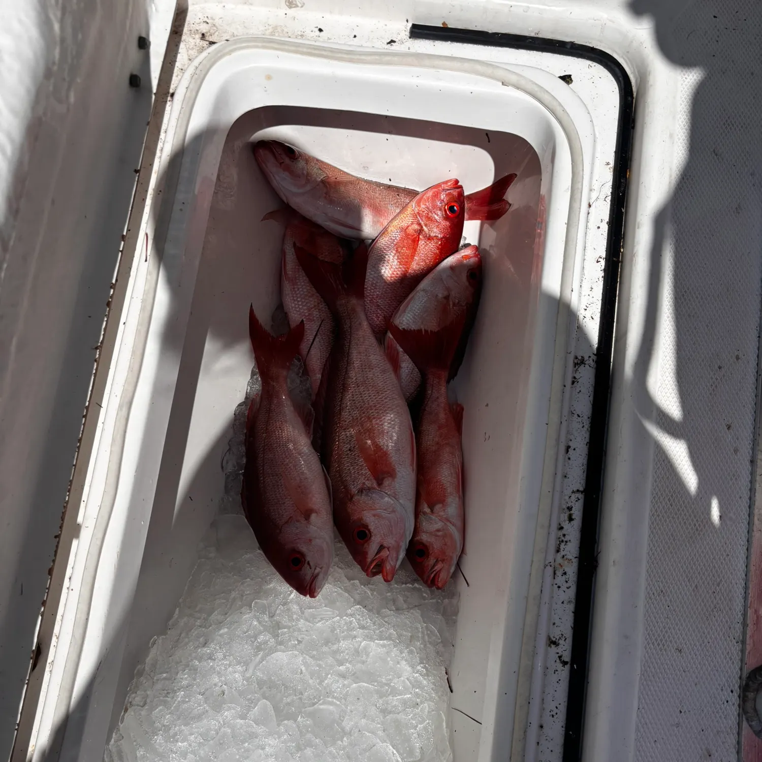 The most recent Vermilion snapper catches on Fishbrain