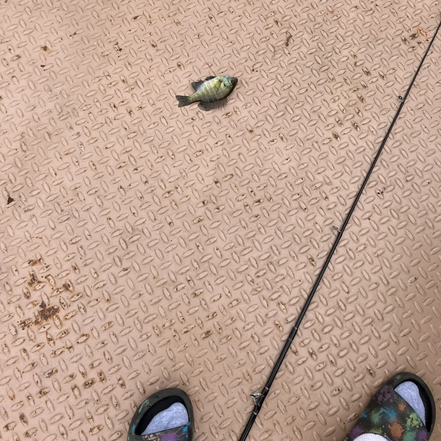 Bluegill caught on Fishbrain