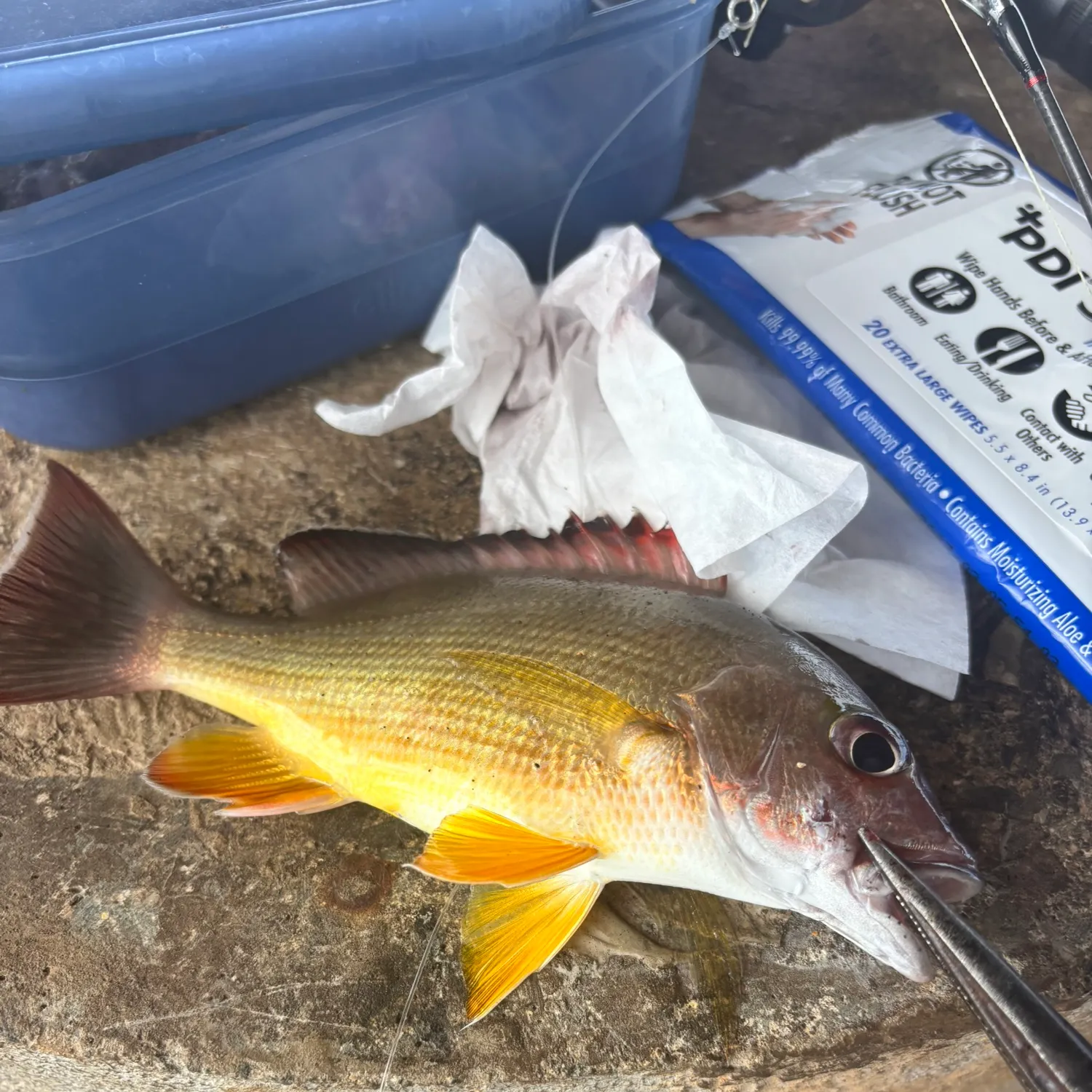 recently logged catches