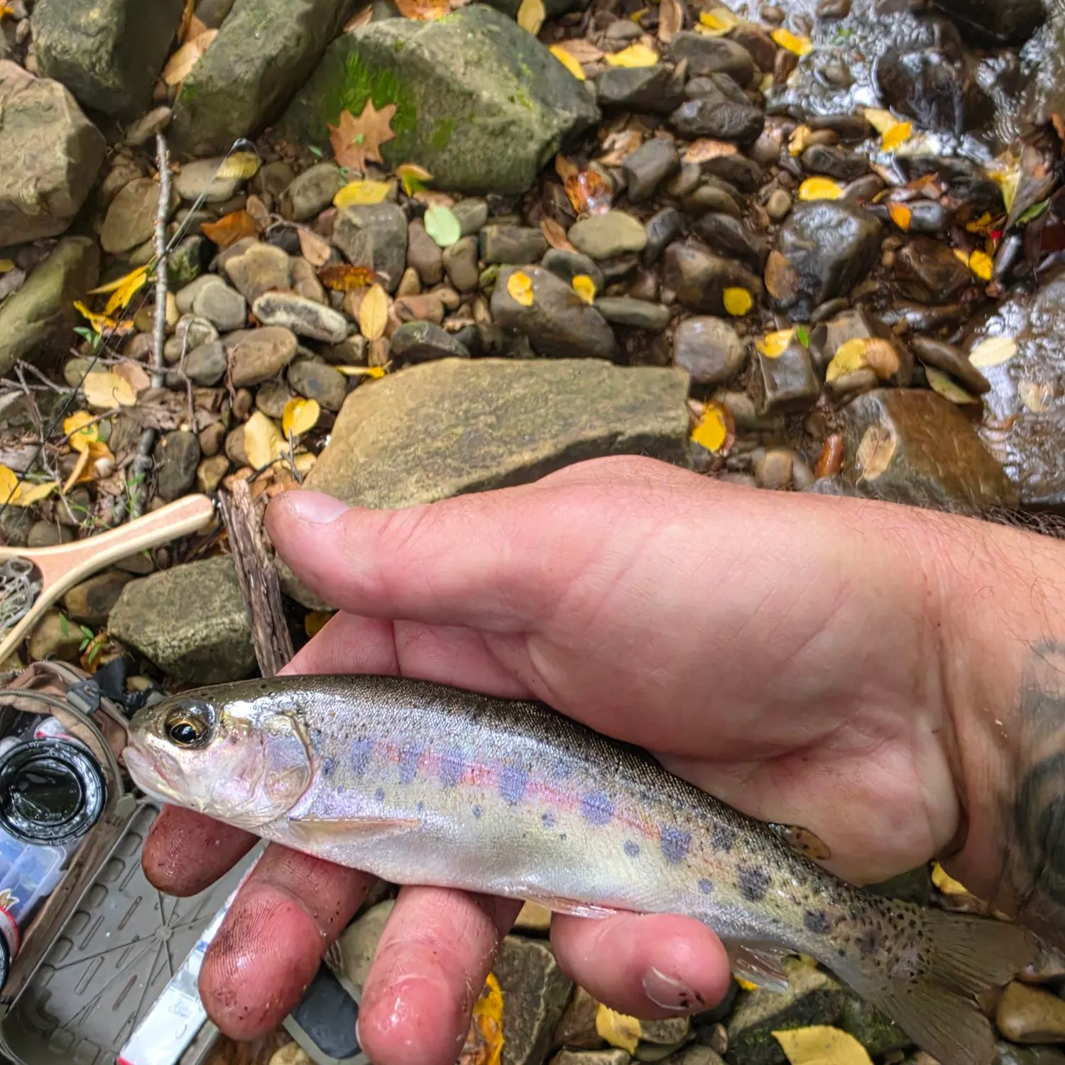 Rainbow trout caught on Fishbrain