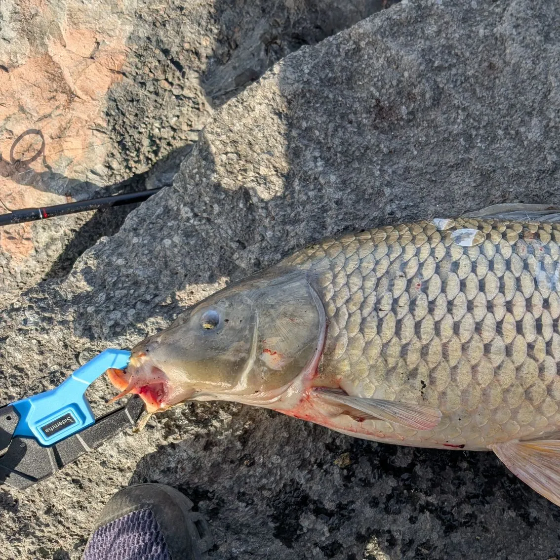 Common carp caught on Fishbrain