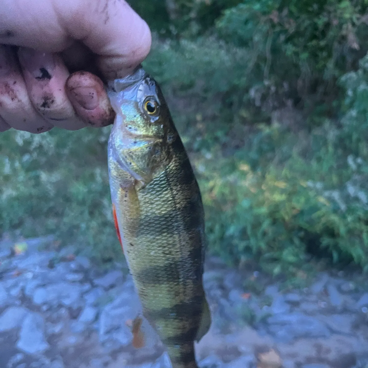 Yellow perch caught on Fishbrain