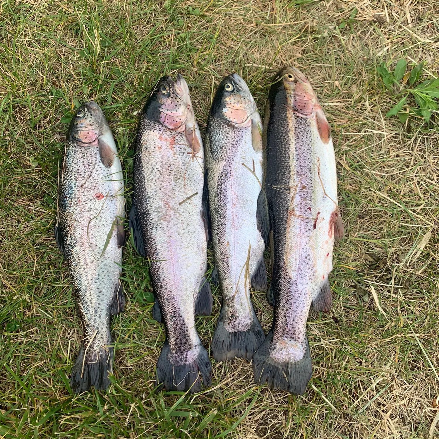 angler catch