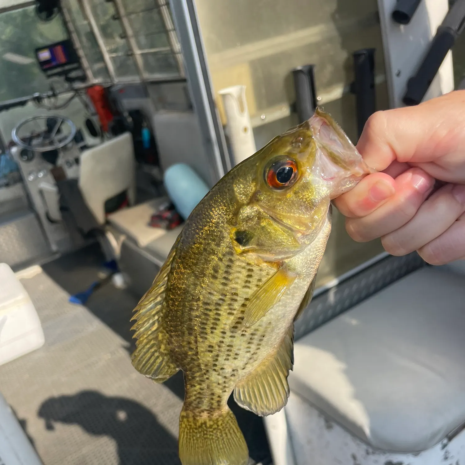 Rock bass caught on Fishbrain
