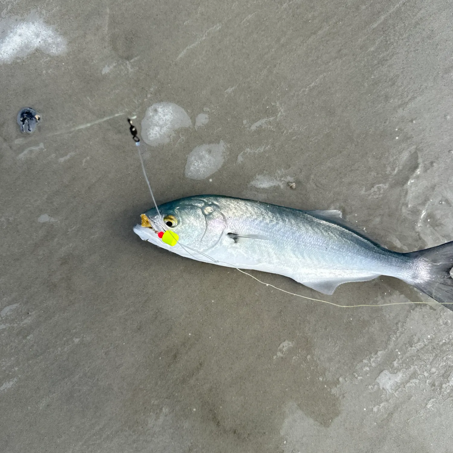 The most recent Bluefish catches on Fishbrain