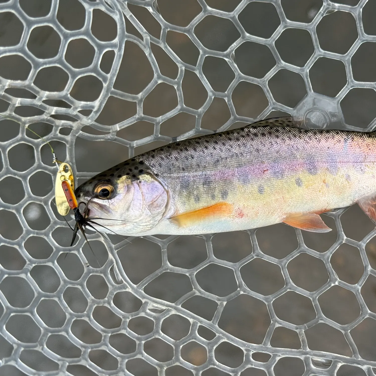 Rainbow trout caught on Fishbrain