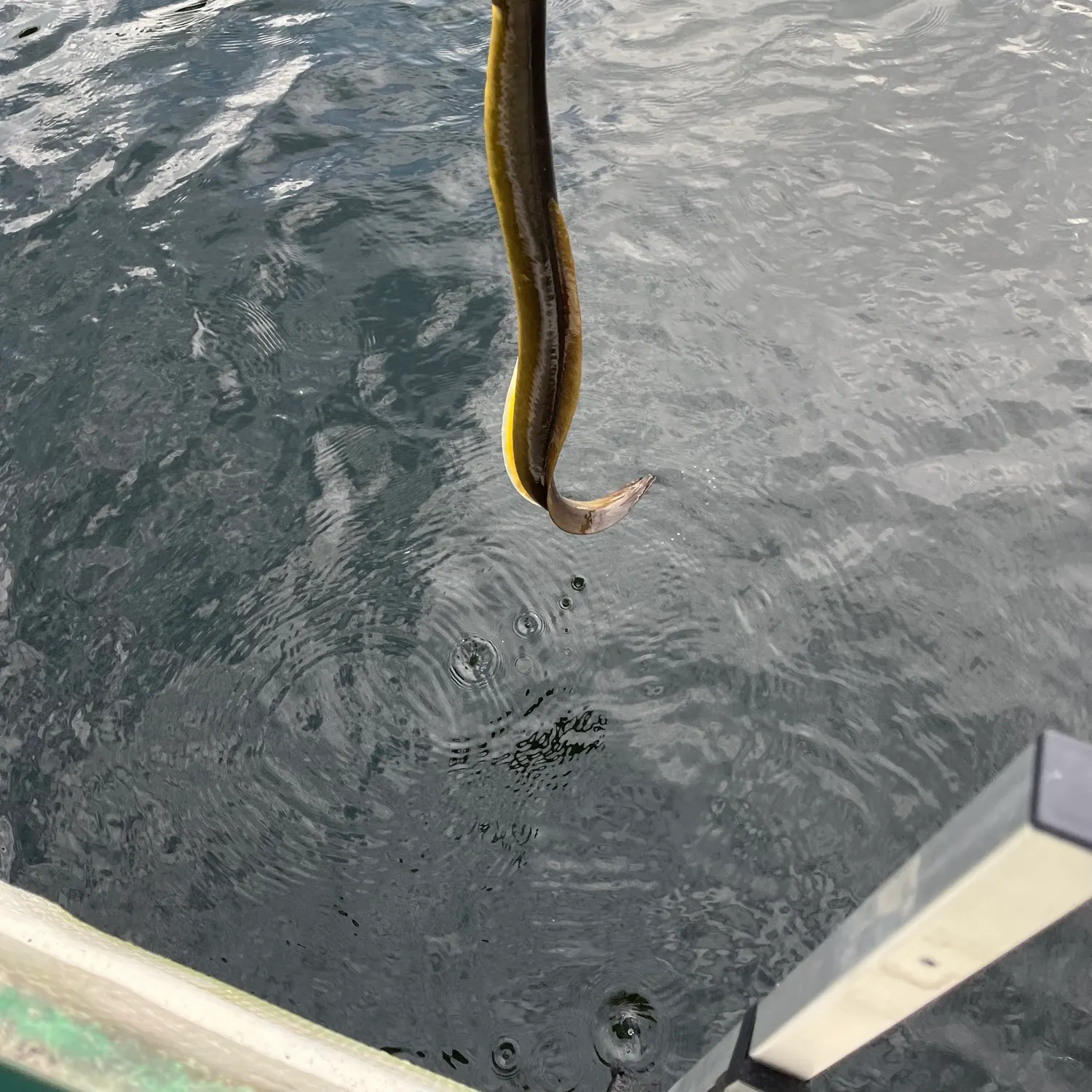The most recent American eel catches on Fishbrain