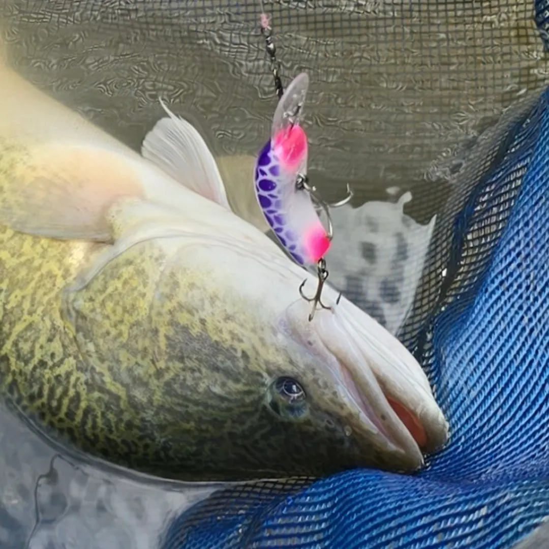angler catch