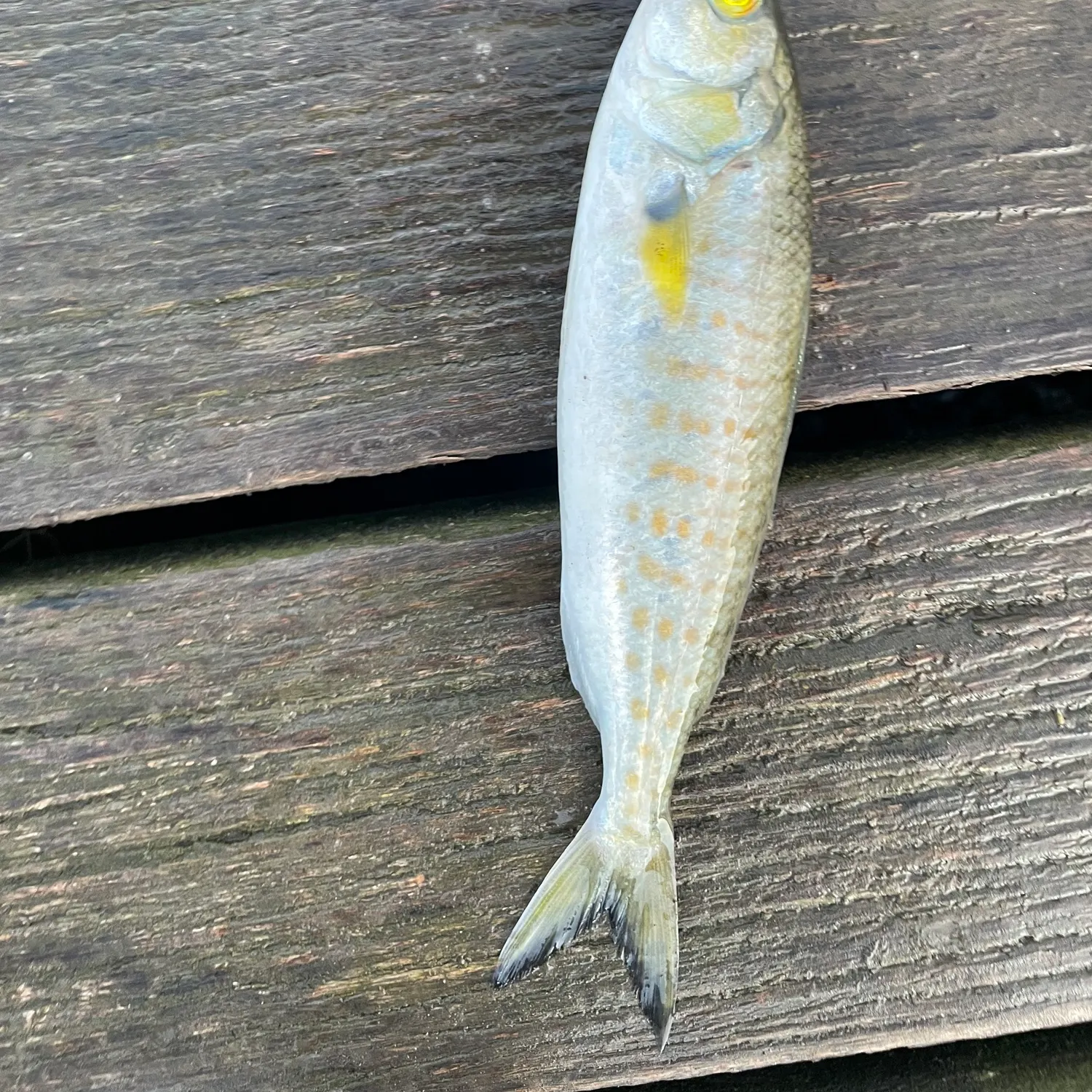 Eastern Australian salmon caught on Fishbrain