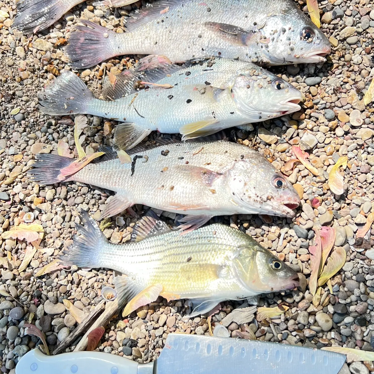 recently logged catches