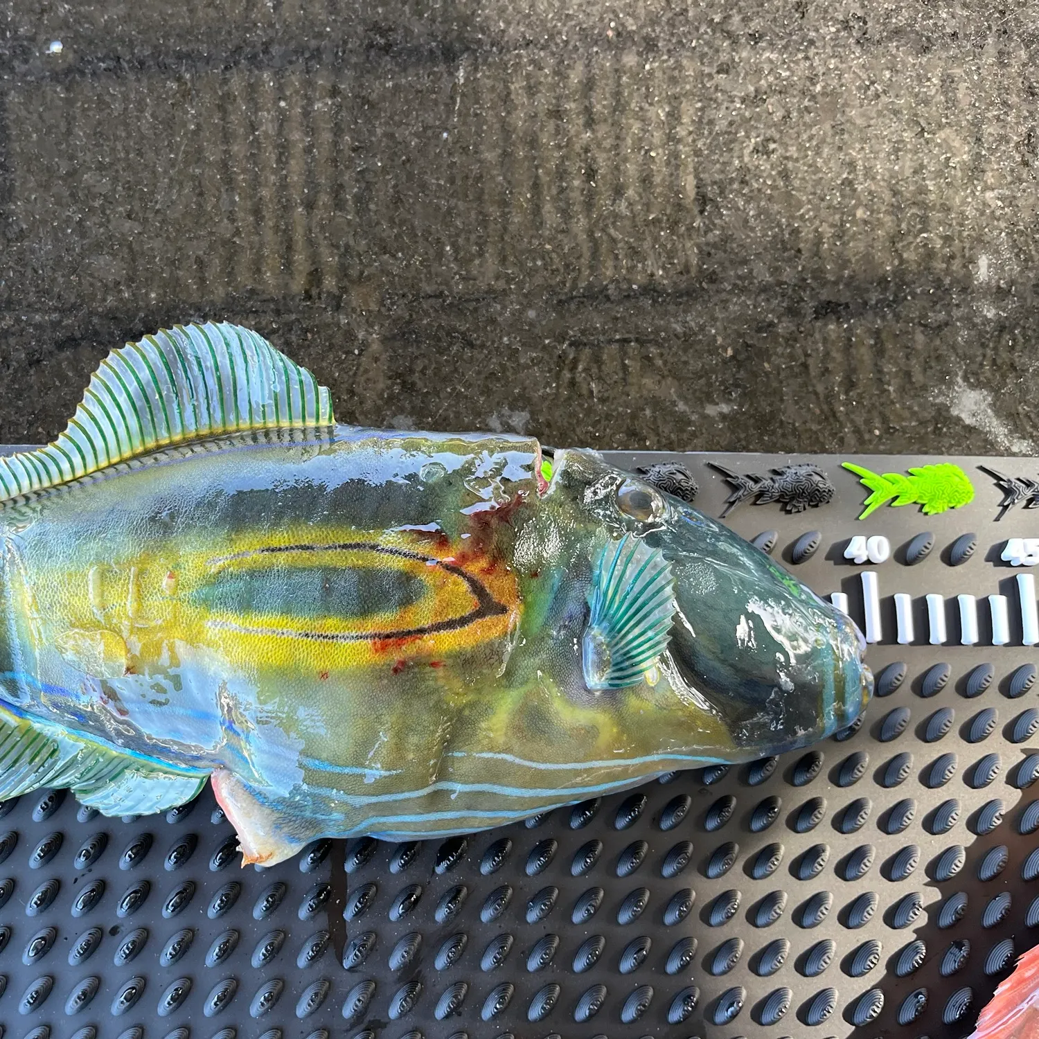 The most recent Horse-shoe leatherjacket catches on Fishbrain