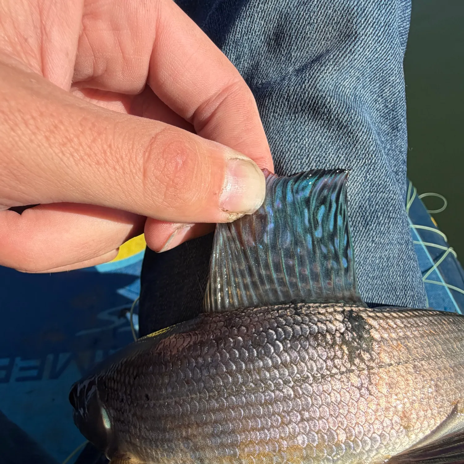 The most recent Arctic grayling catches on Fishbrain