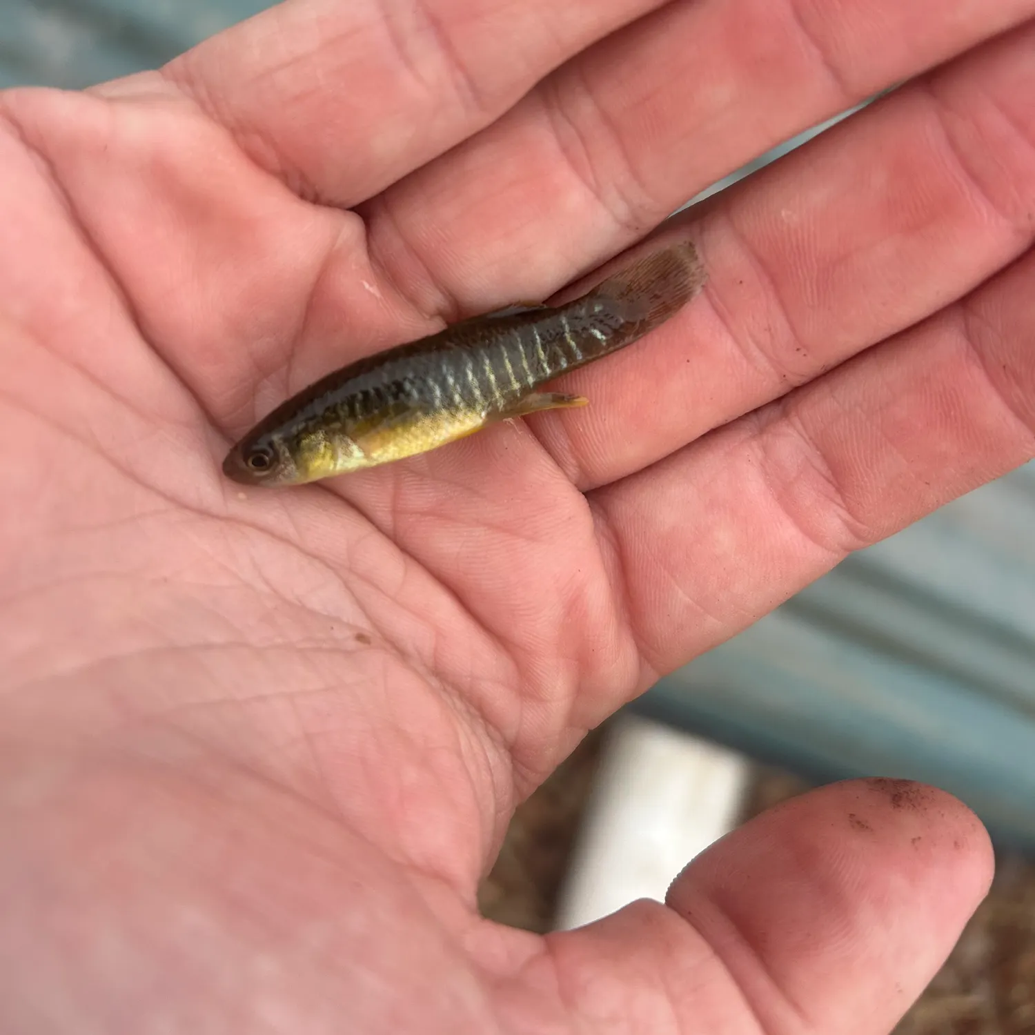 The most recent Mummichog catches on Fishbrain