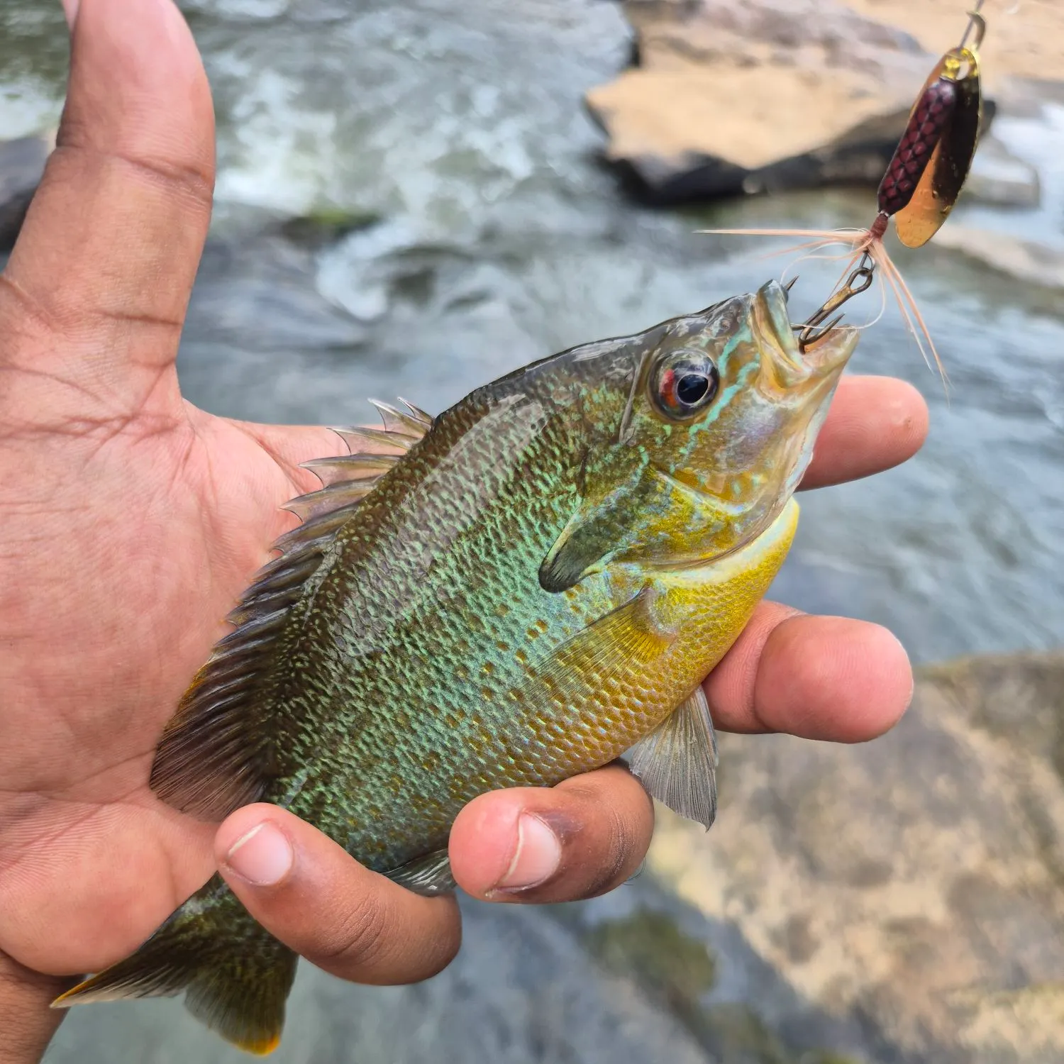 Longear sunfish caught on Fishbrain