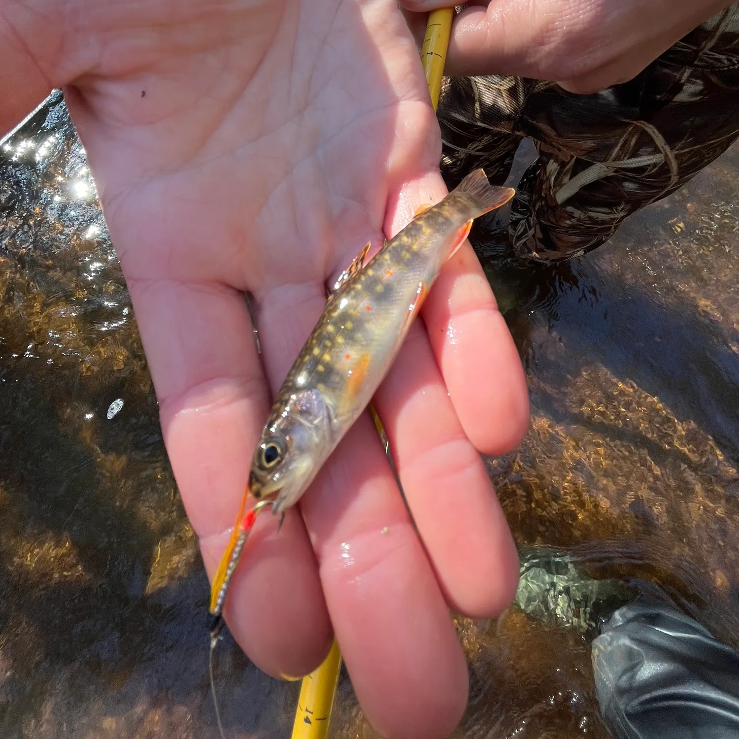 The most recent Salters catches on Fishbrain