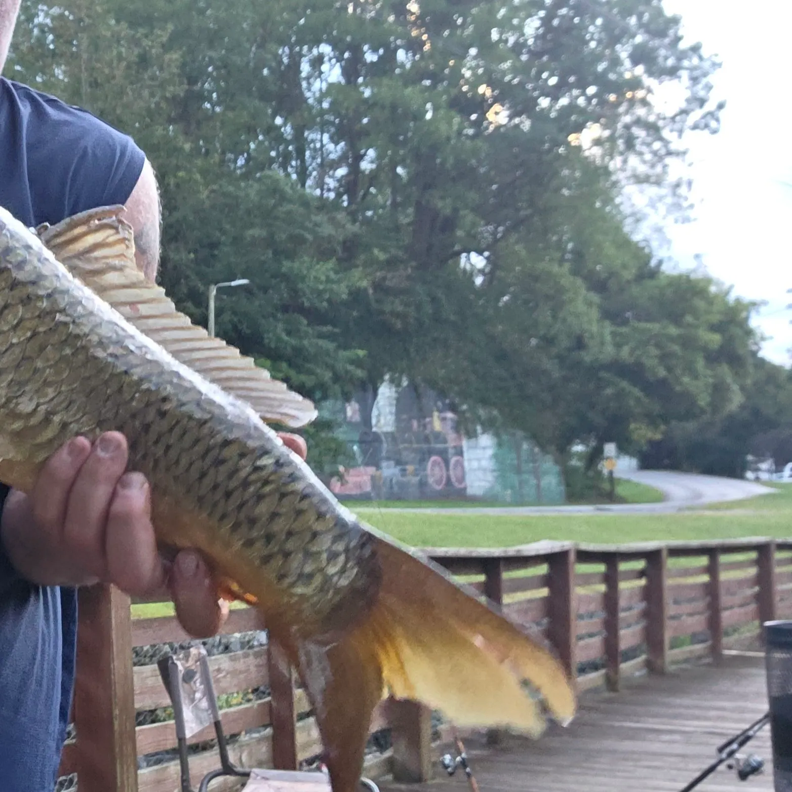 Common carp caught on Fishbrain