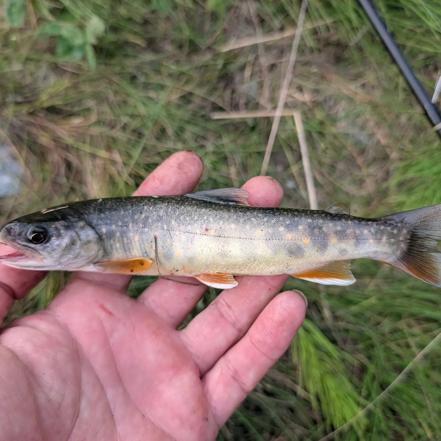 Dolly varden caught on Fishbrain