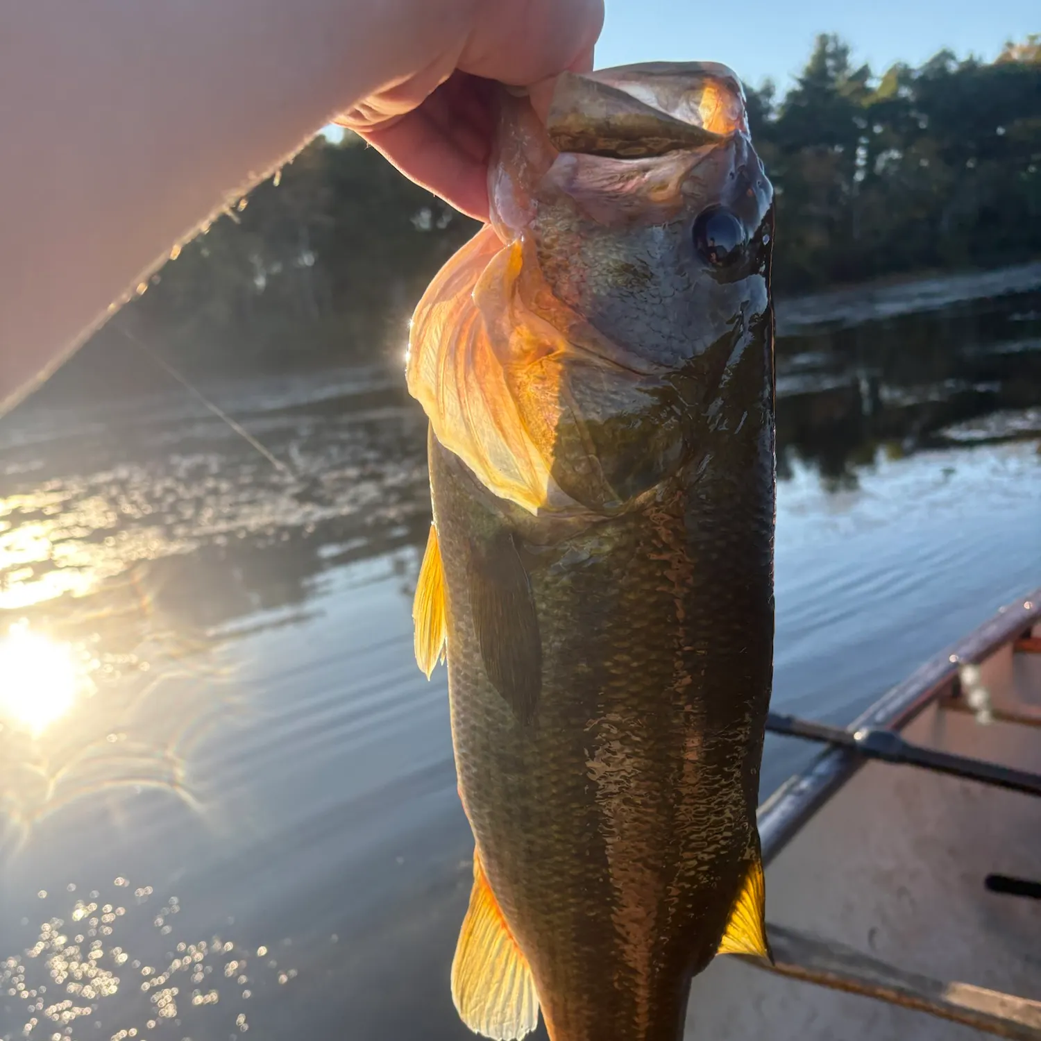 Largemouth bass caught on Fishbrain