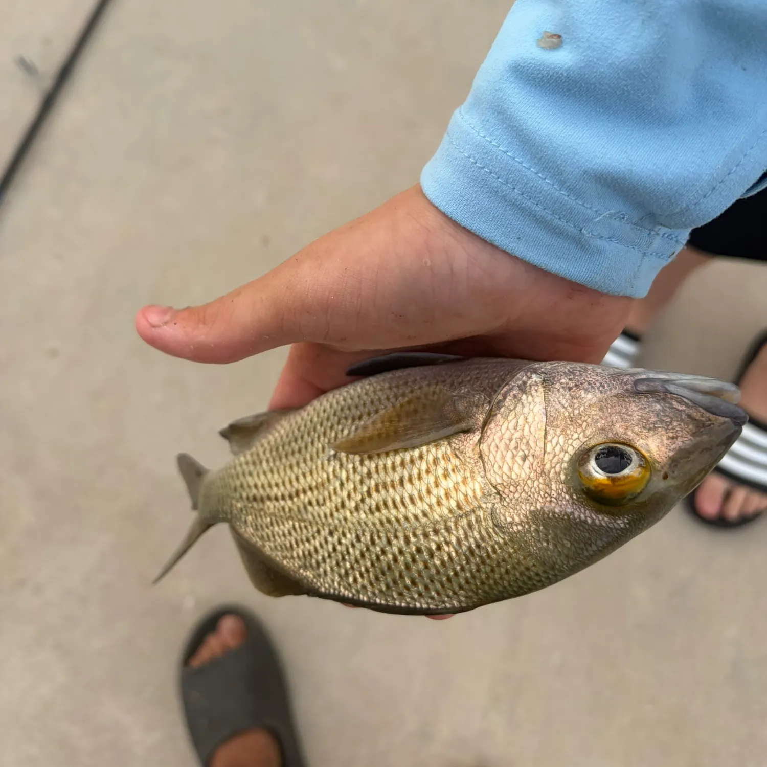 The most recent White grunt catches on Fishbrain