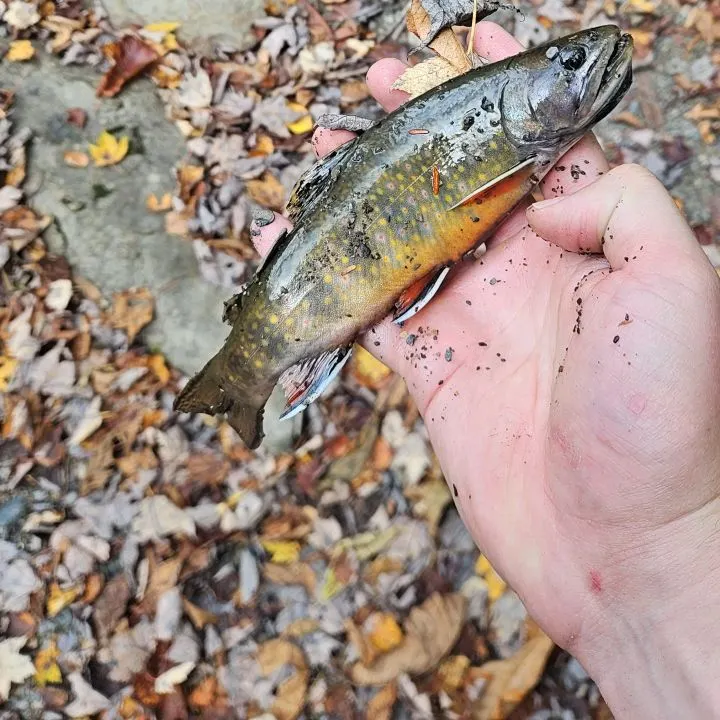 Brook trout caught on Fishbrain
