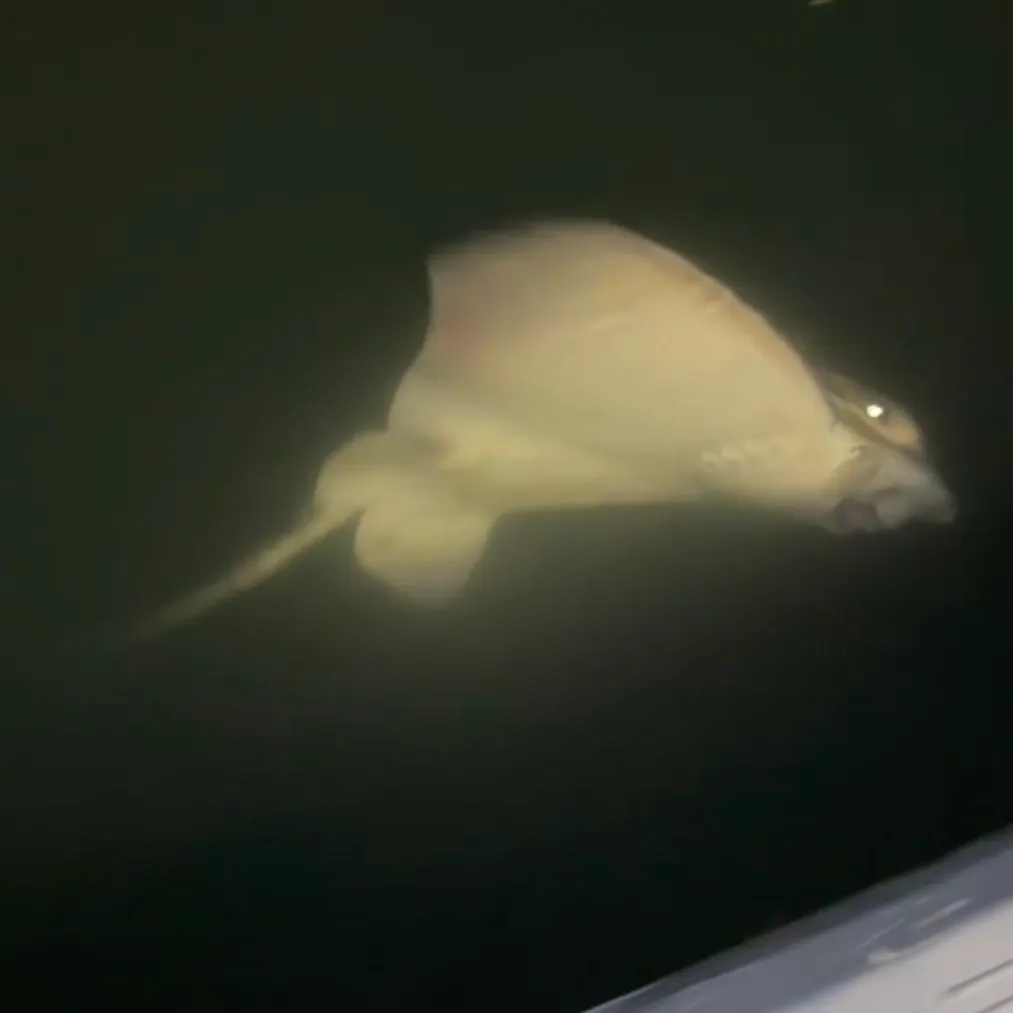 The most recent Southern stingray catches on Fishbrain