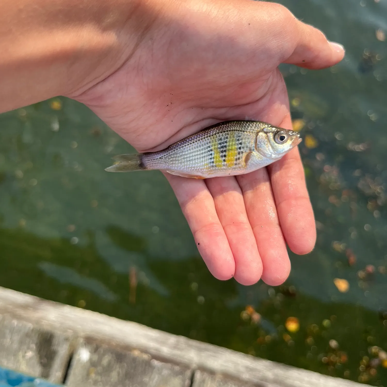 Shiner perch caught on Fishbrain