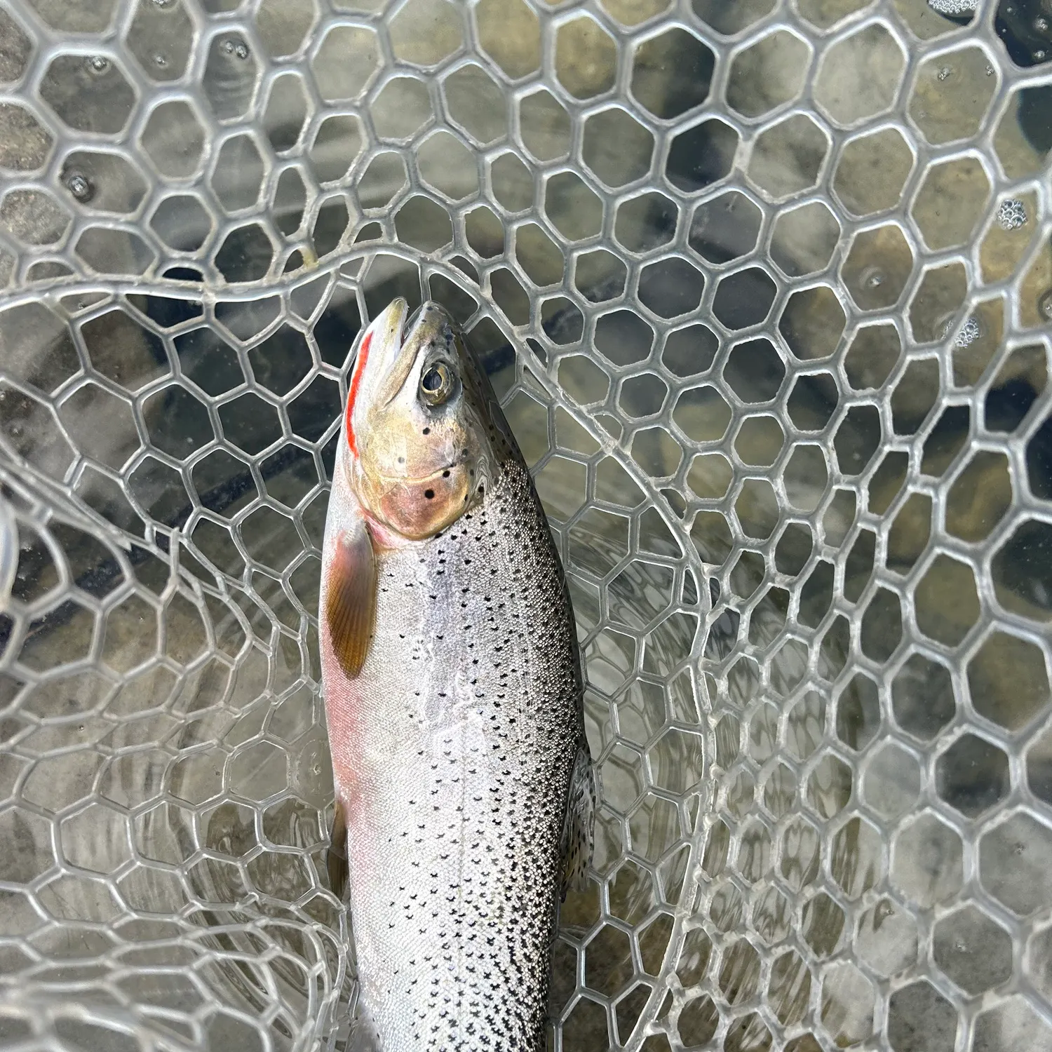 Westslope cutthroat trout caught on Fishbrain