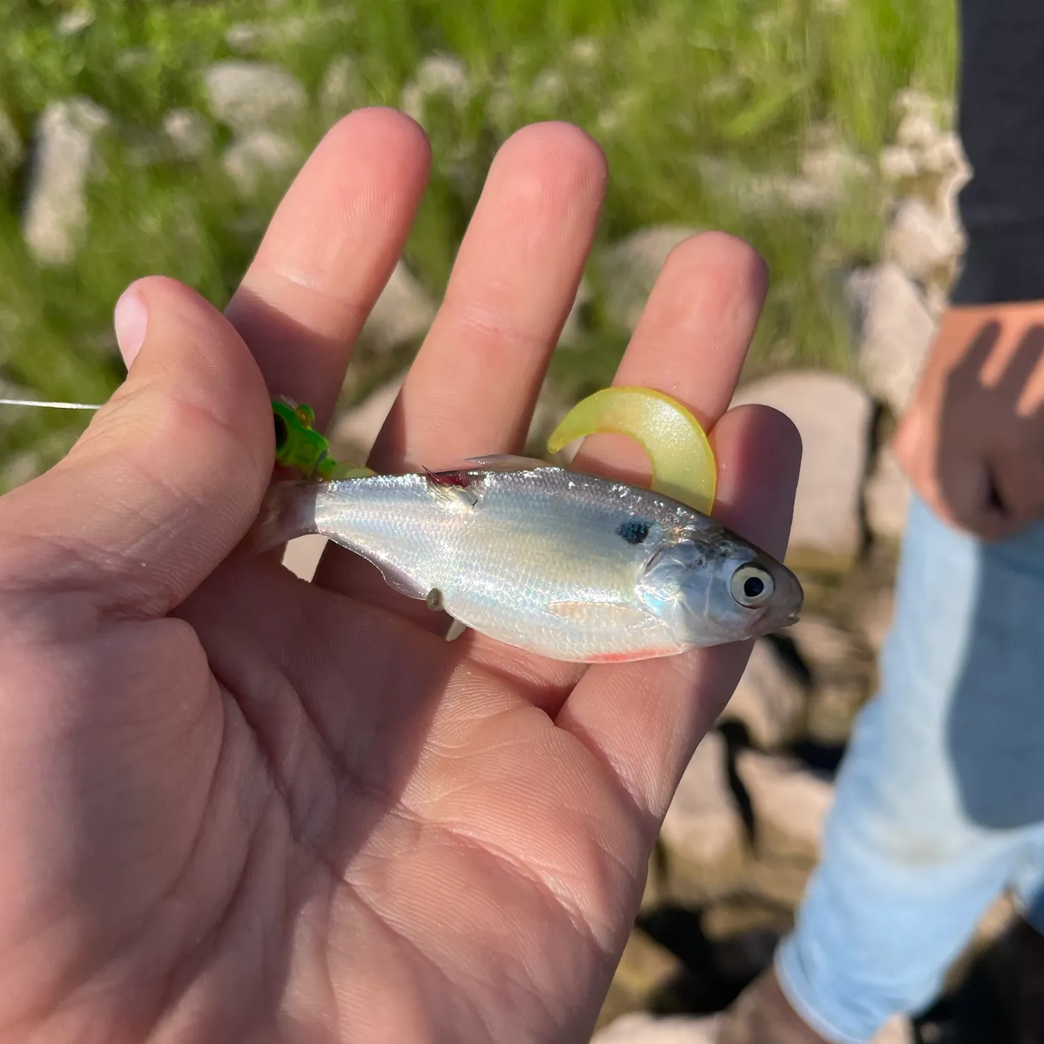 The most recent American gizzard shad catches on Fishbrain