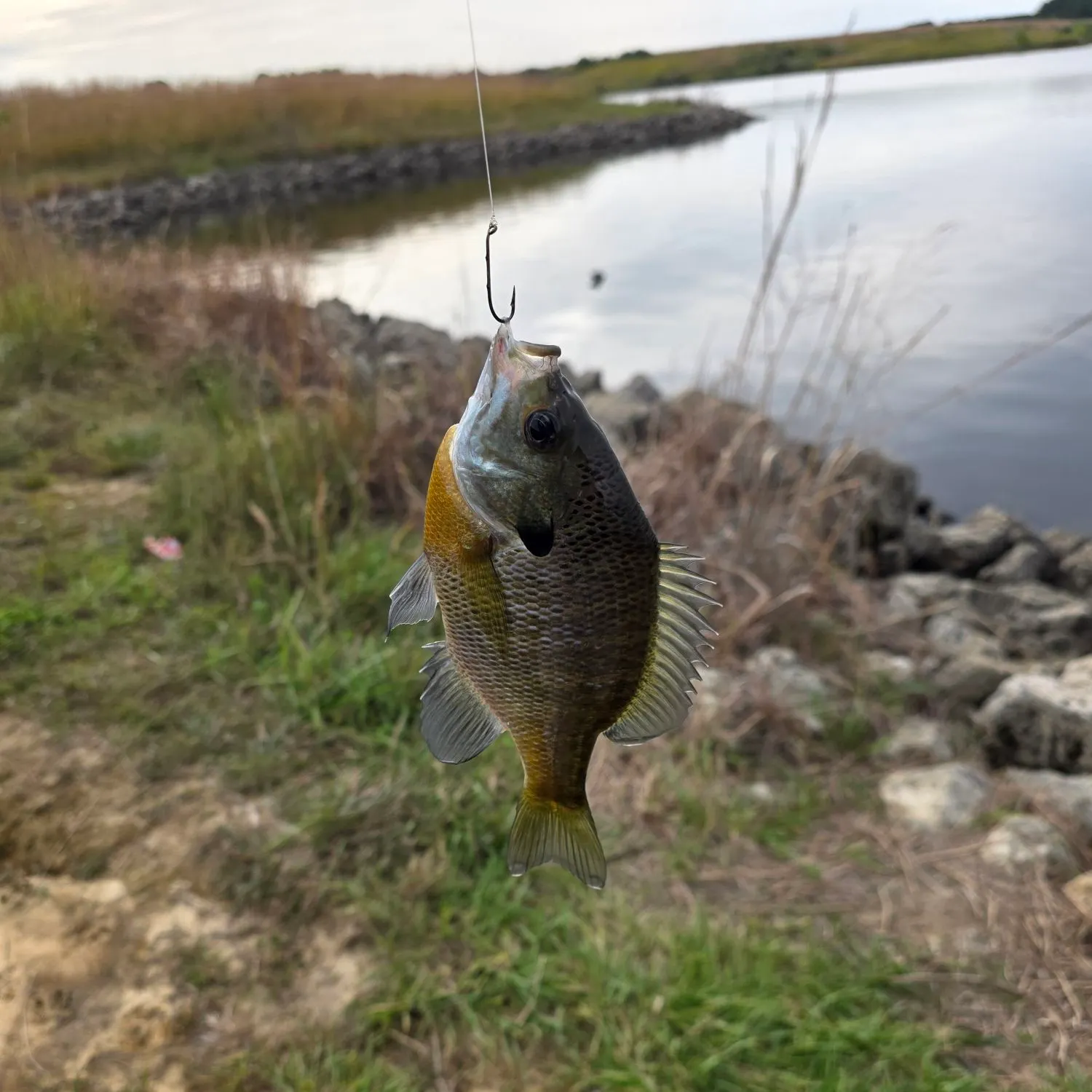 Bluegill caught on Fishbrain