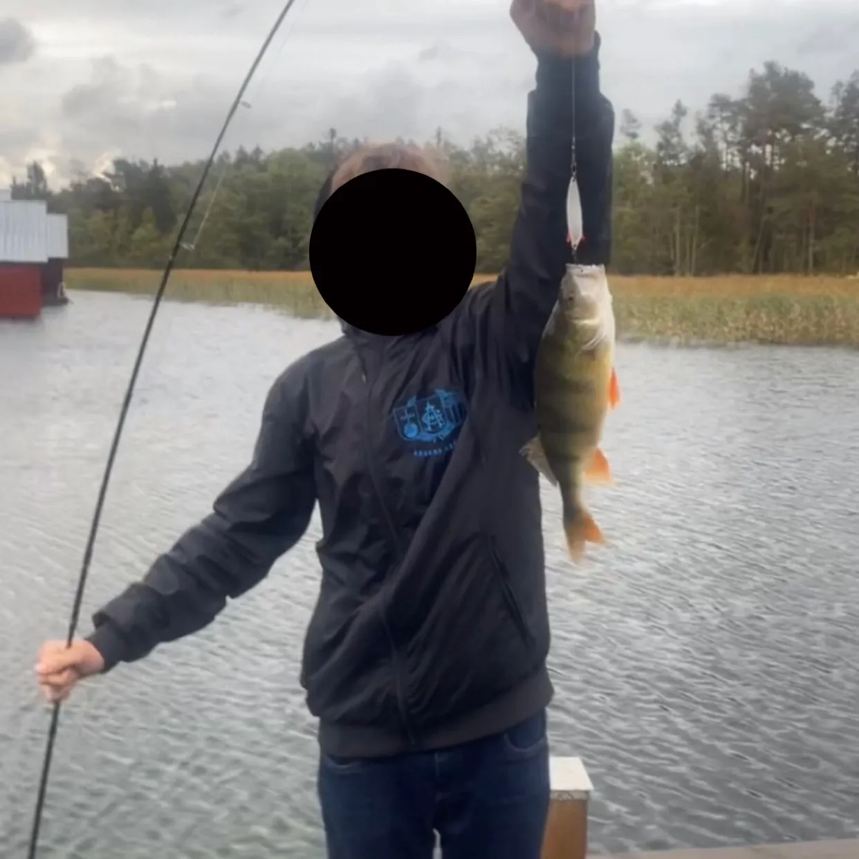 European perch caught on Fishbrain