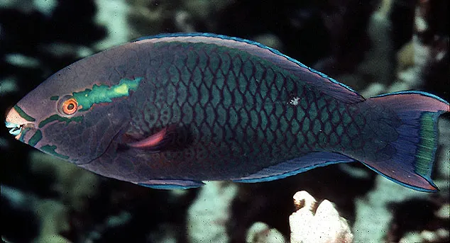 Dusky parrotfish