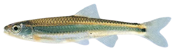 Tennessee shiner