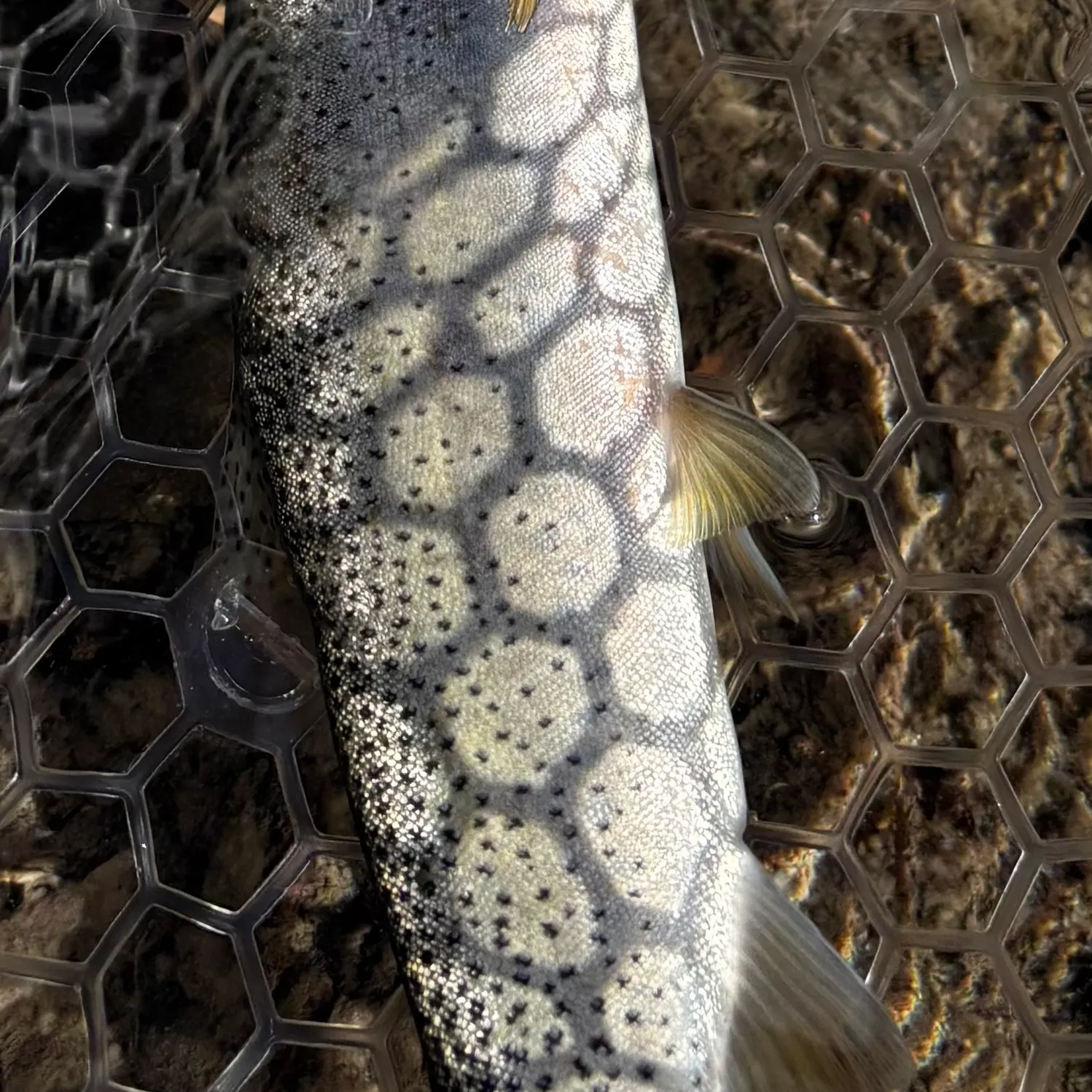 Westslope cutthroat trout caught on Fishbrain