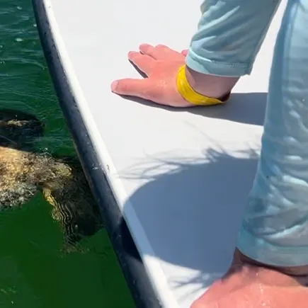 The most recent Atlantic goliath grouper catches on Fishbrain