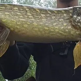 Northern pike caught on Fishbrain